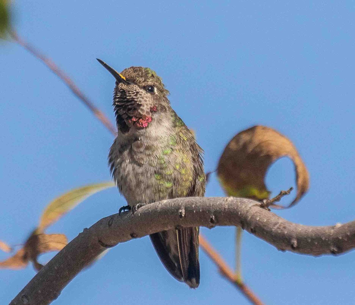 Anna's Hummingbird - ML644538746