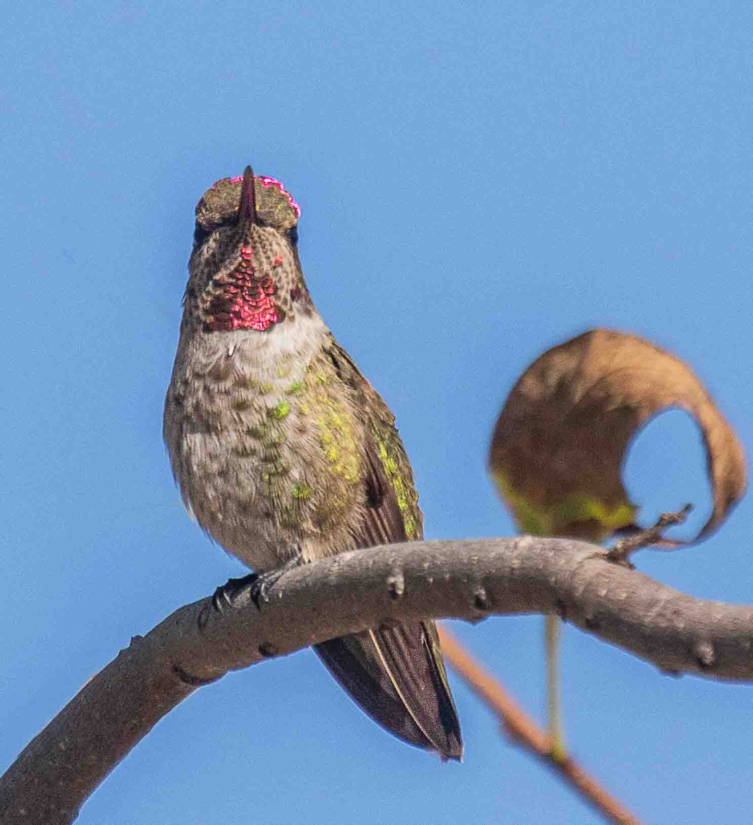 Anna's Hummingbird - ML644538747