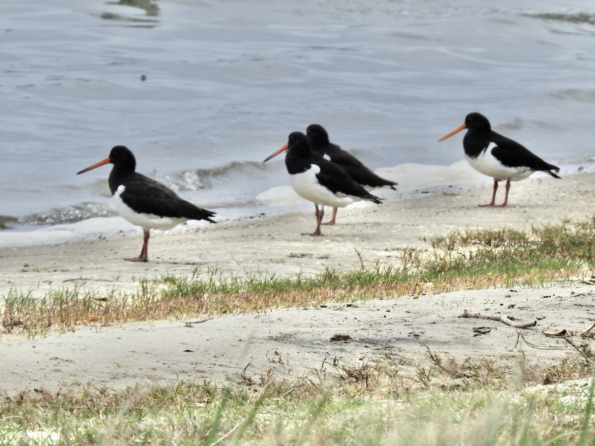 South Island Oystercatcher - ML644538750