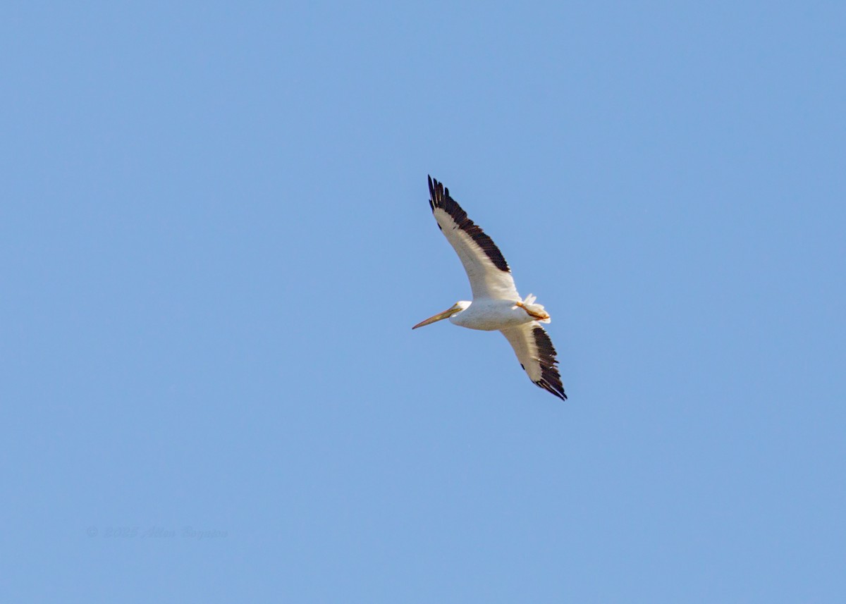 アメリカシロペリカン - ML644538756