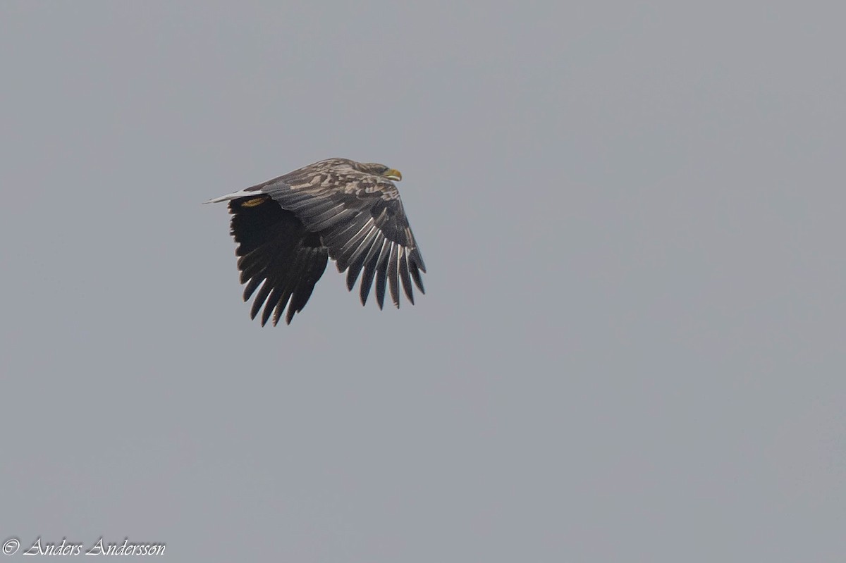 White-tailed Eagle - ML644538757