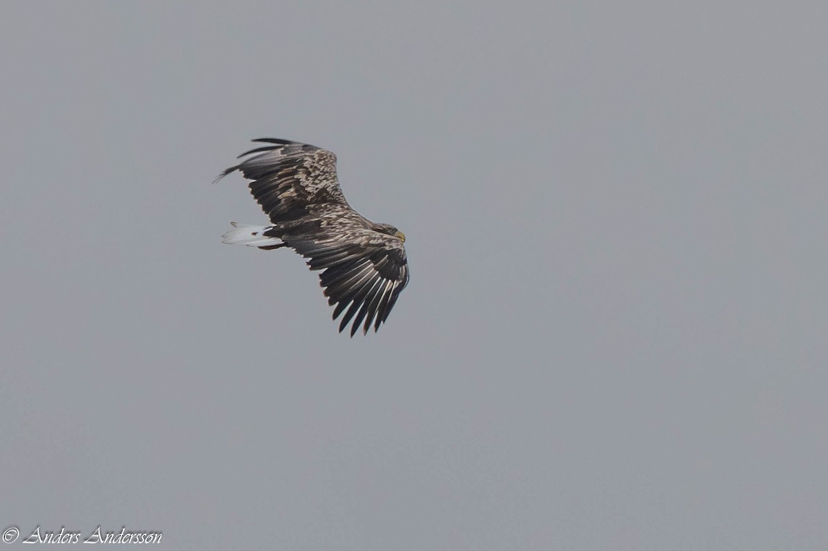 White-tailed Eagle - ML644538772