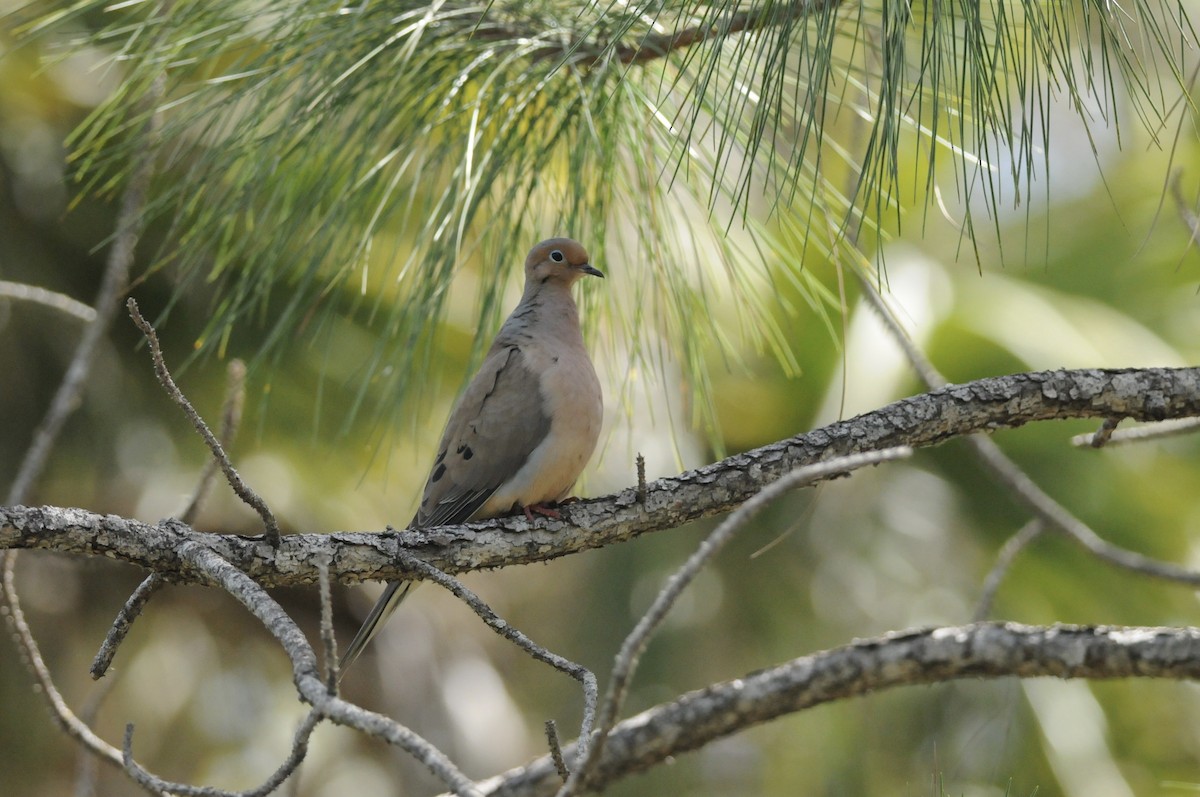 Mourning Dove - ML644538780