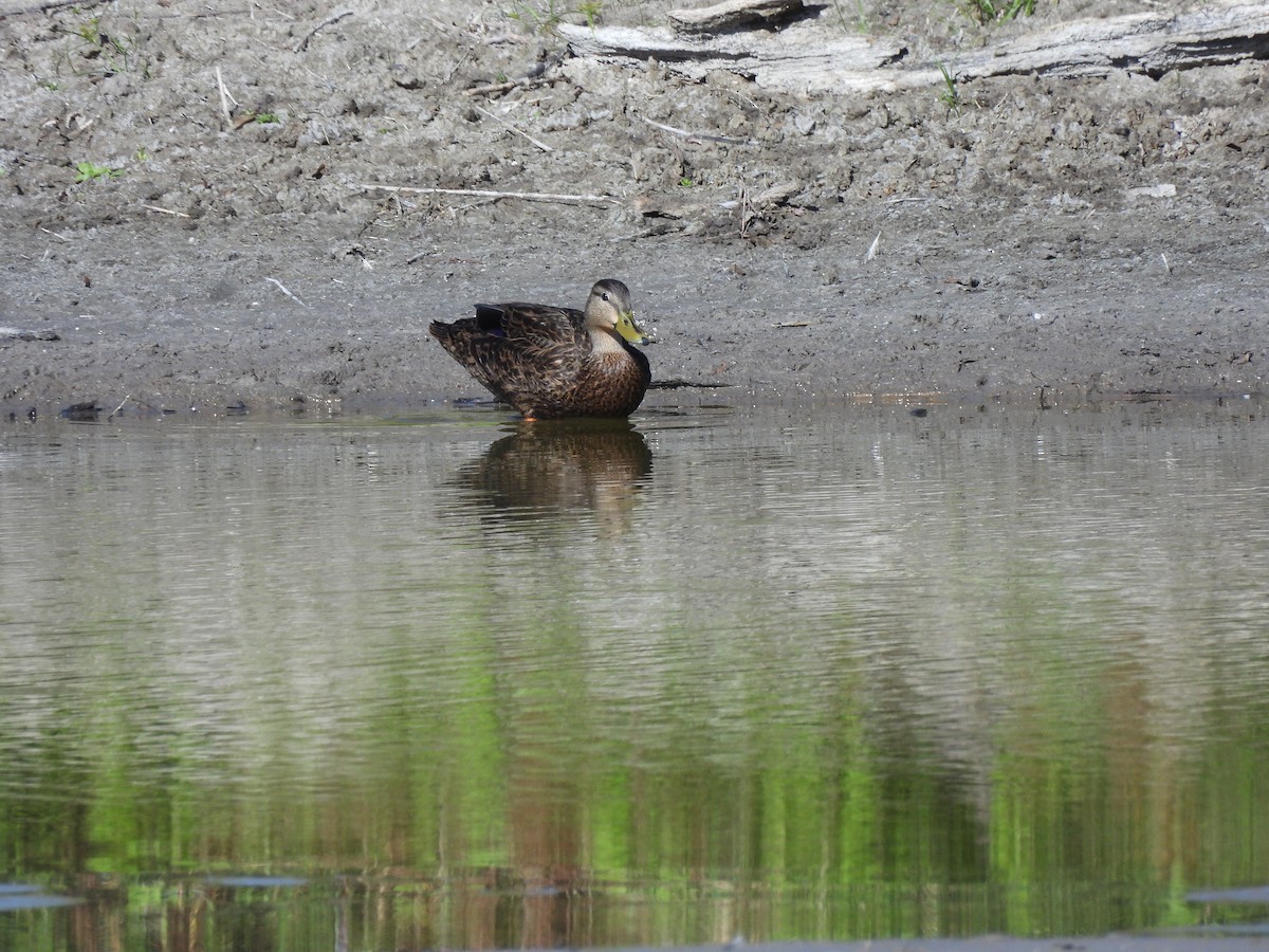 Canard brun - ML644538782