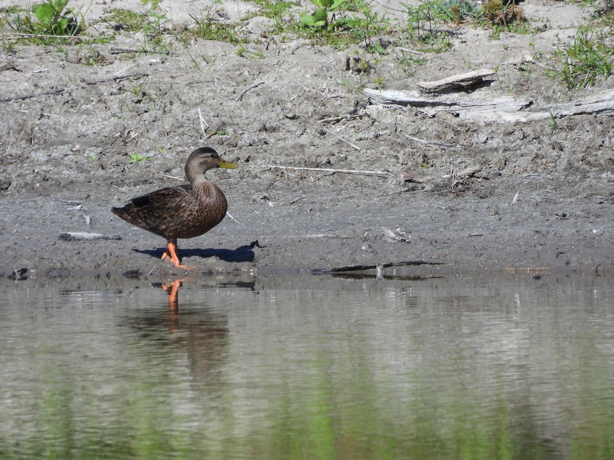 Canard brun - ML644538783