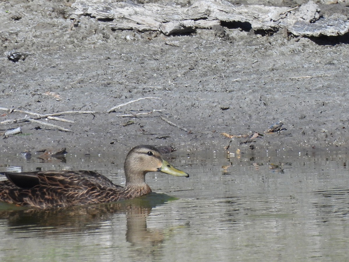 Canard brun - ML644538784