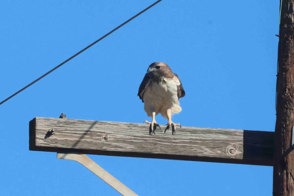 rødstjertvåk (fuertesi) - ML644538797