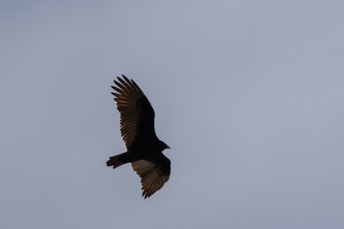 kalkunkondor - ML644538798