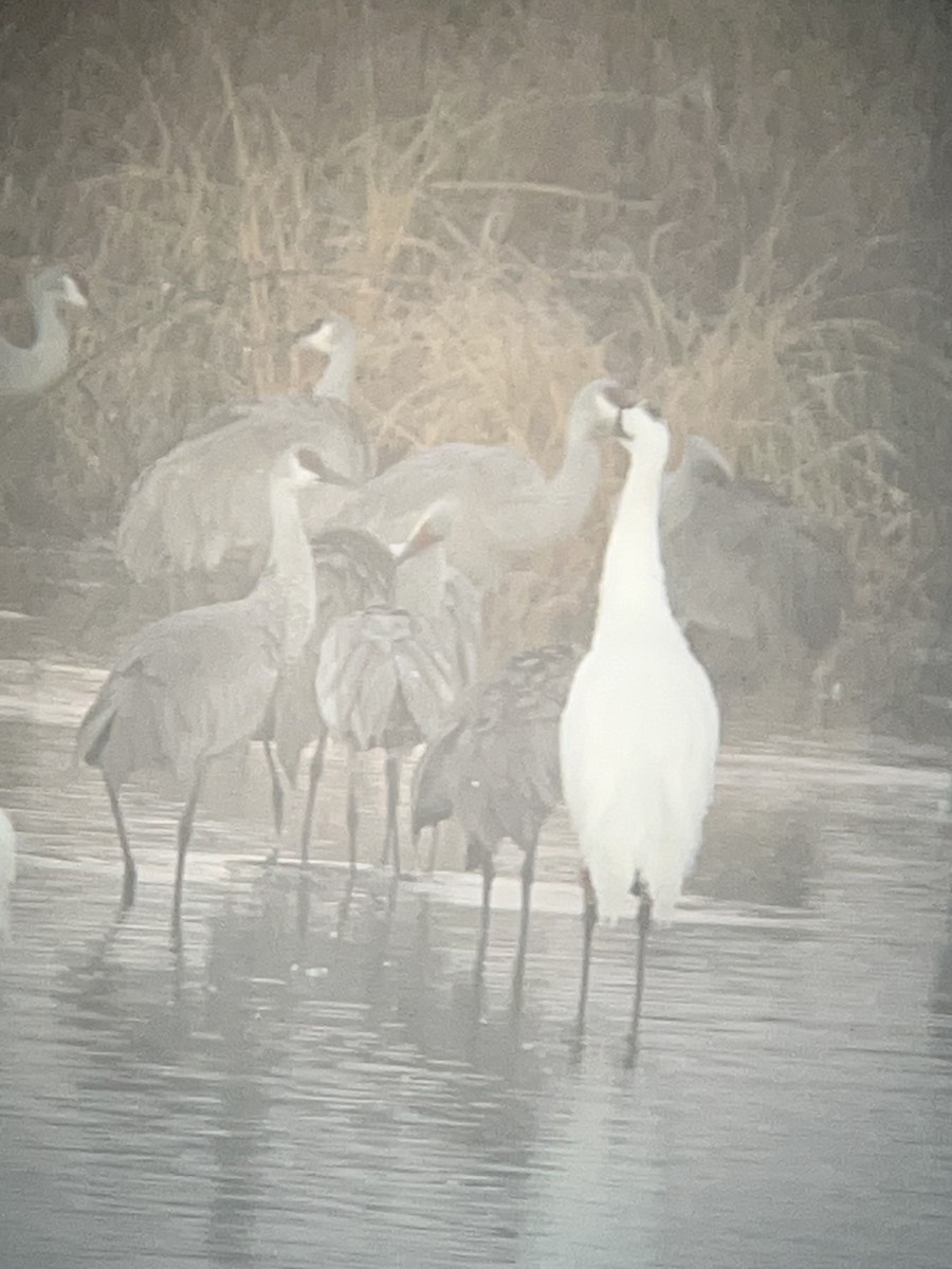 アメリカシロヅル - ML644538802