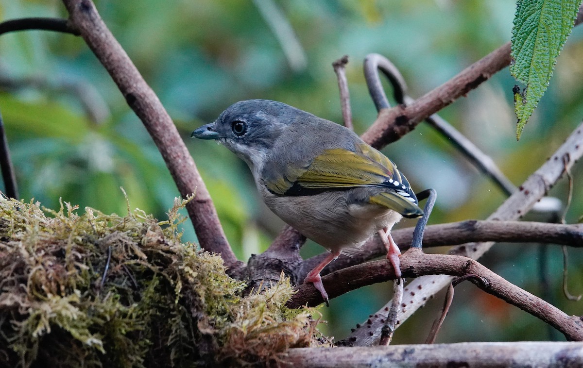 White-browed Shrike-Babbler (Blyth's) - ML644538808