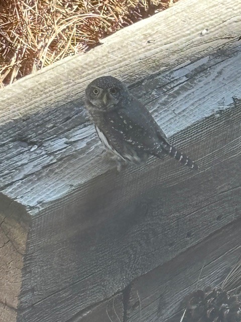 gnomugle - ML644538818