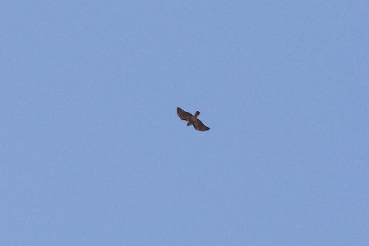 rødstjertvåk - ML644538819