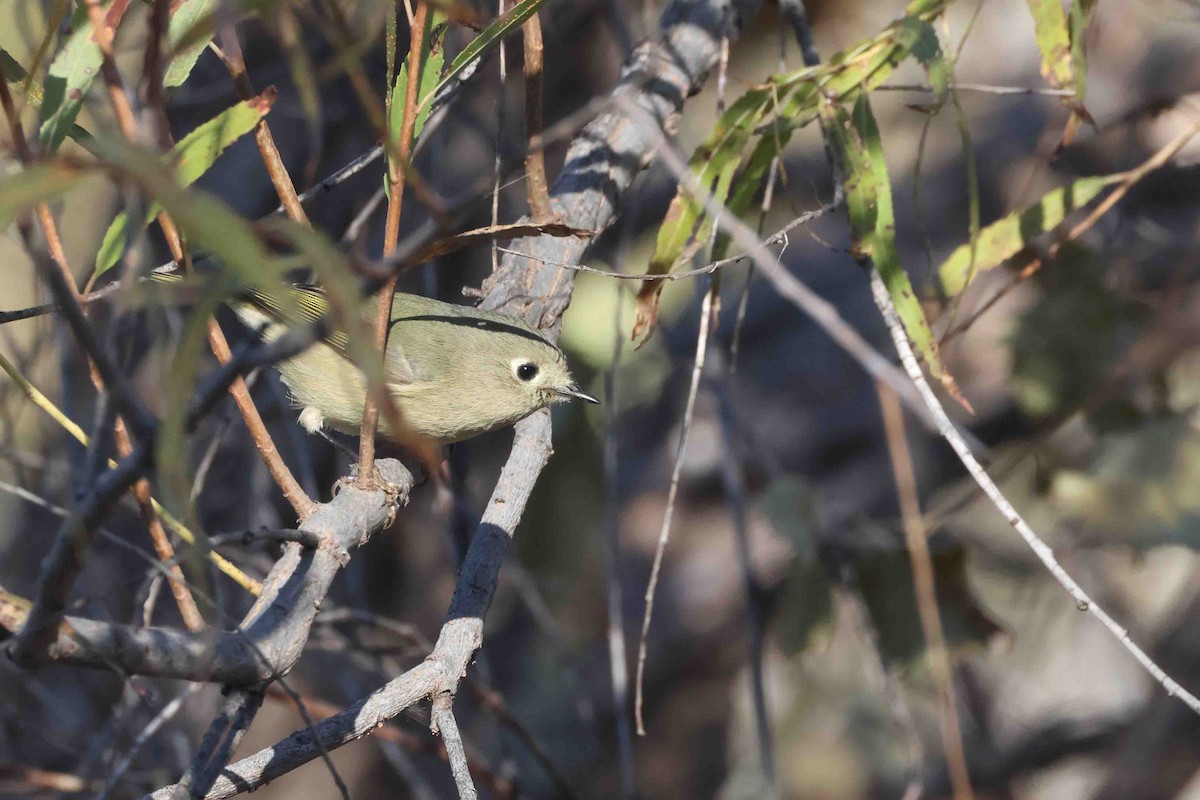 Ruby-crowned Kinglet - ML644538822