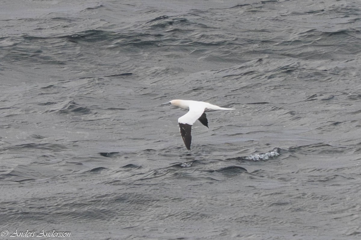 Сула атлантична - ML644538830