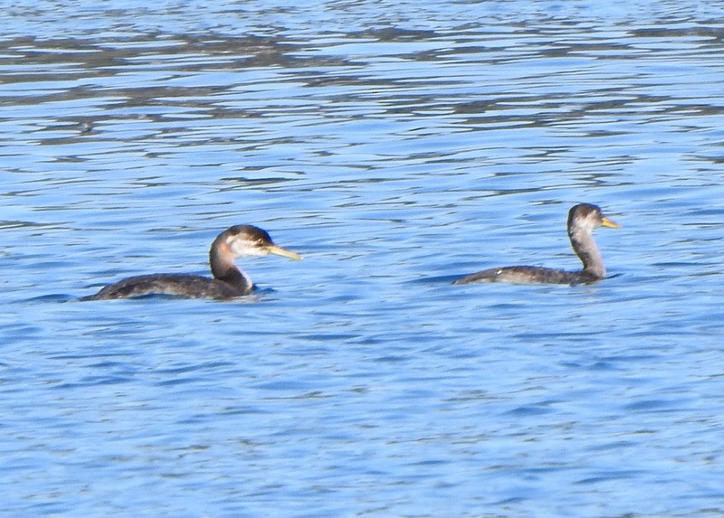 Red-necked Grebe - ML644538831