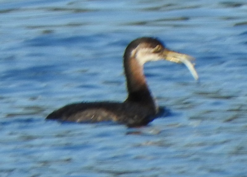 Red-necked Grebe - ML644538832