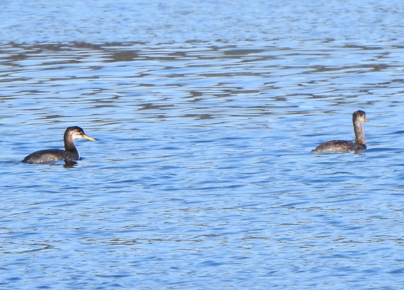 Red-necked Grebe - ML644538833