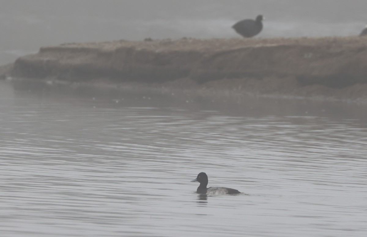 コスズガモ - ML644538837