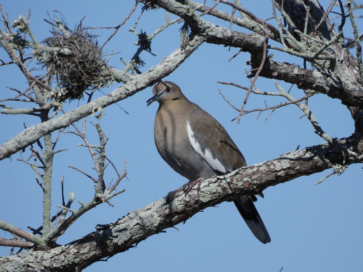 Tourterelle à ailes blanches - ML644538838