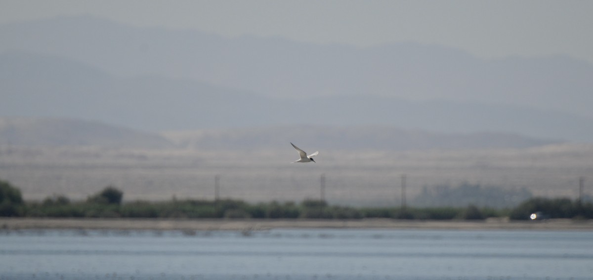 Эгэл хараалай - ML644538839