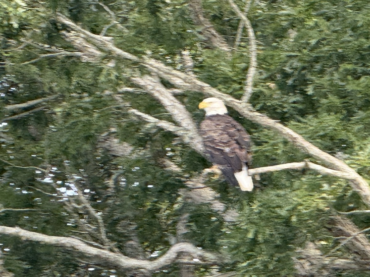 Белоголовый орлан - ML644538845