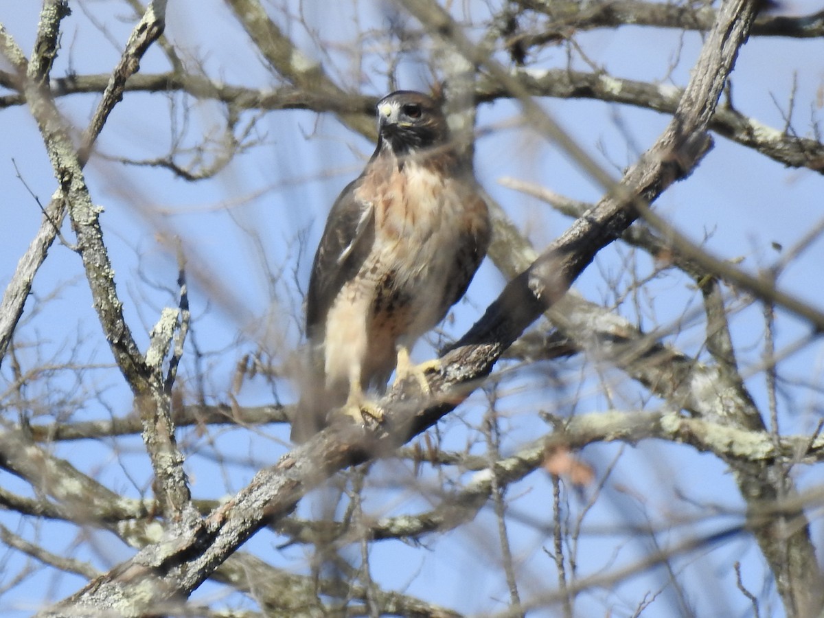 rødstjertvåk - ML644538847