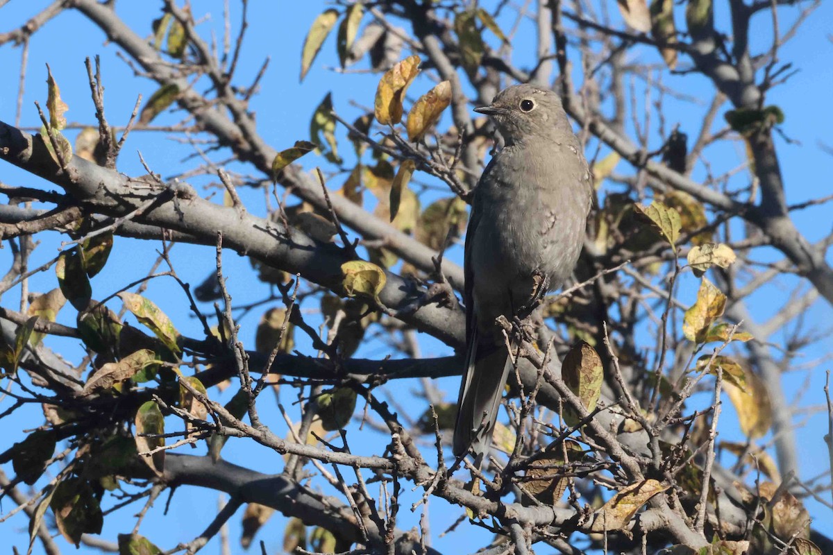 ハエトリツグミ - ML644538857