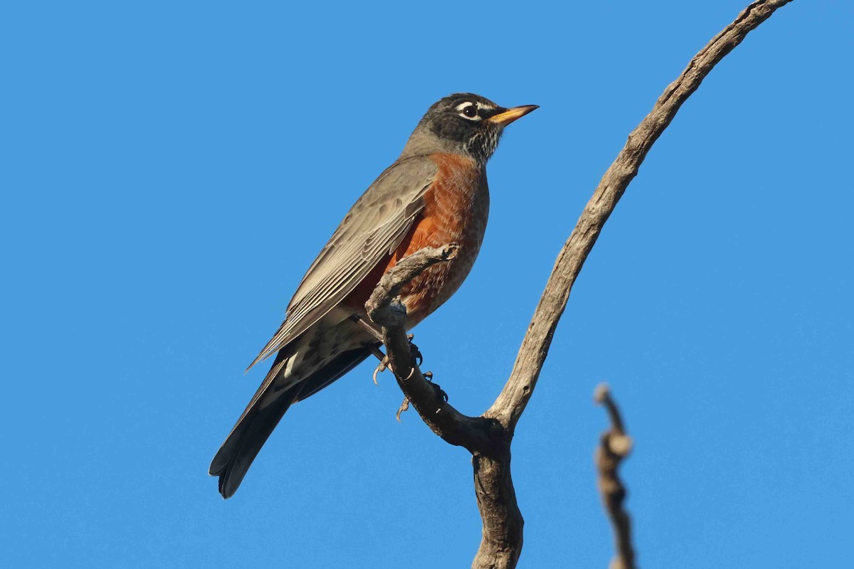 קיכלי נודד - ML644538873