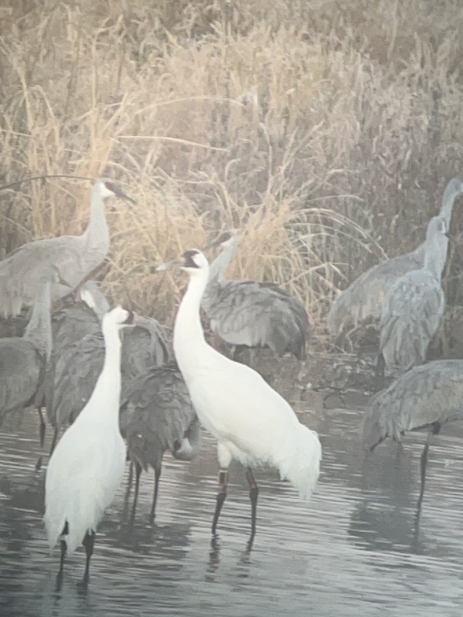 アメリカシロヅル - ML644538878