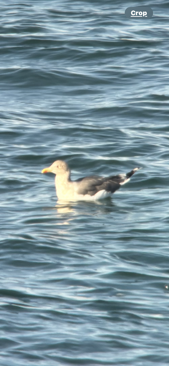 Larus sp. - ML644538882