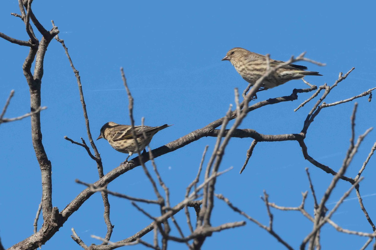 Чиж сосновий - ML644538885