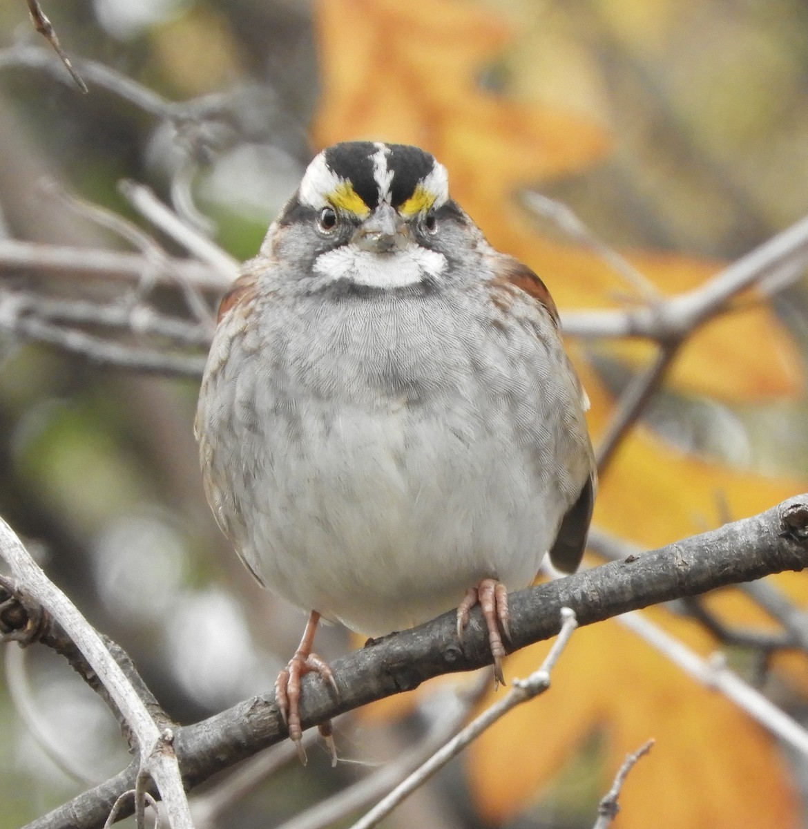 strnadec bělohrdlý - ML644538888