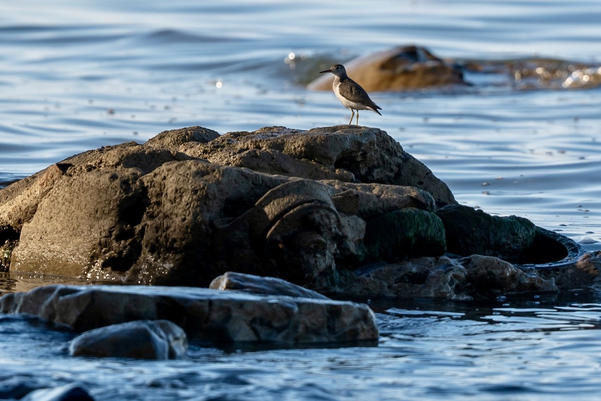 Spotted Sandpiper - ML644538889