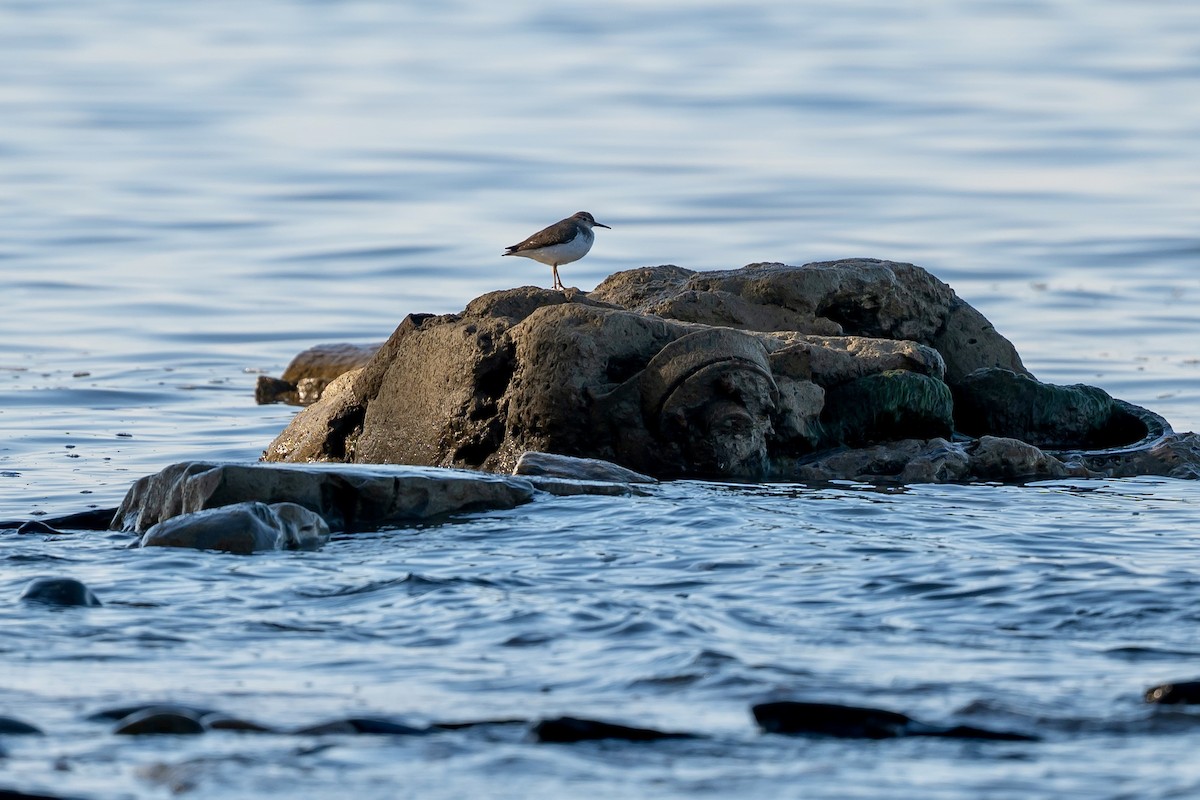 Spotted Sandpiper - ML644538890