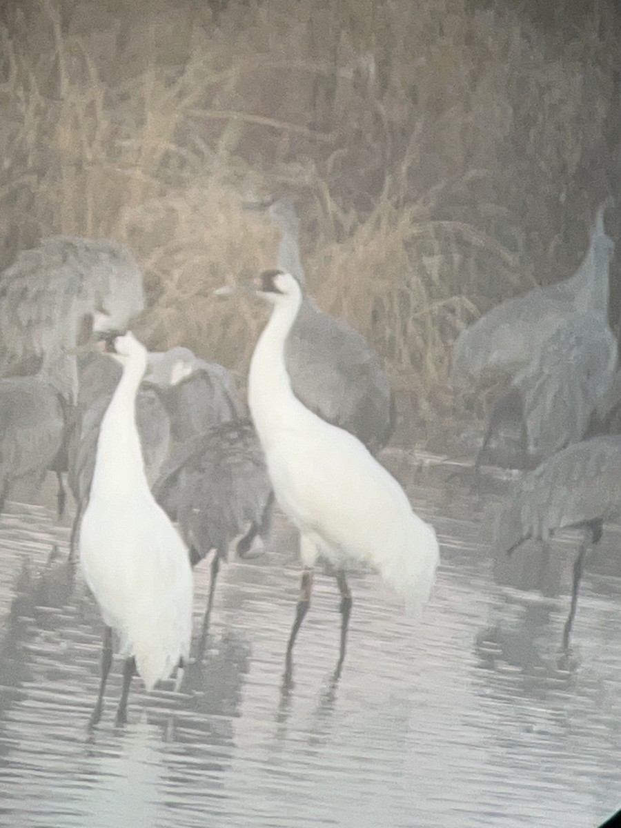 アメリカシロヅル - ML644538892