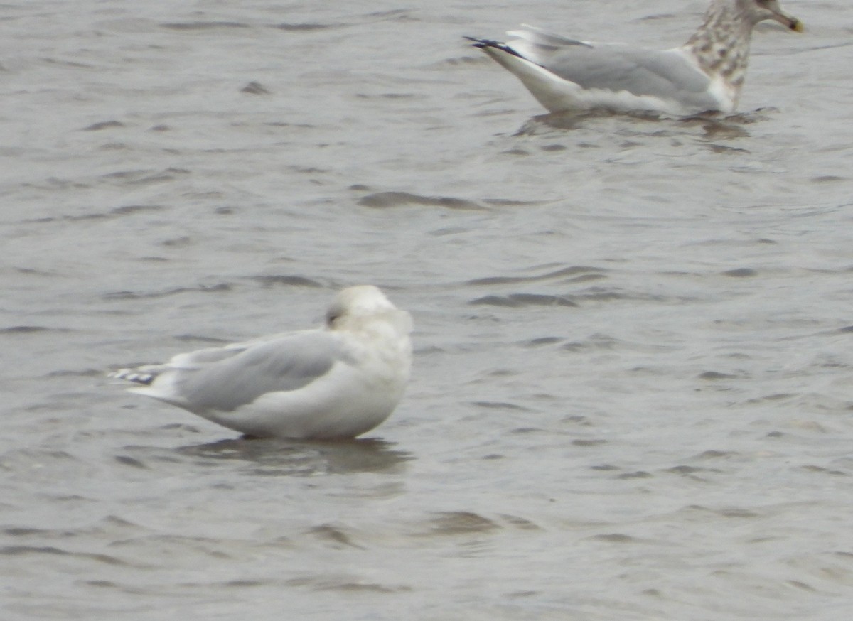 アイスランドカモメ - ML644538893