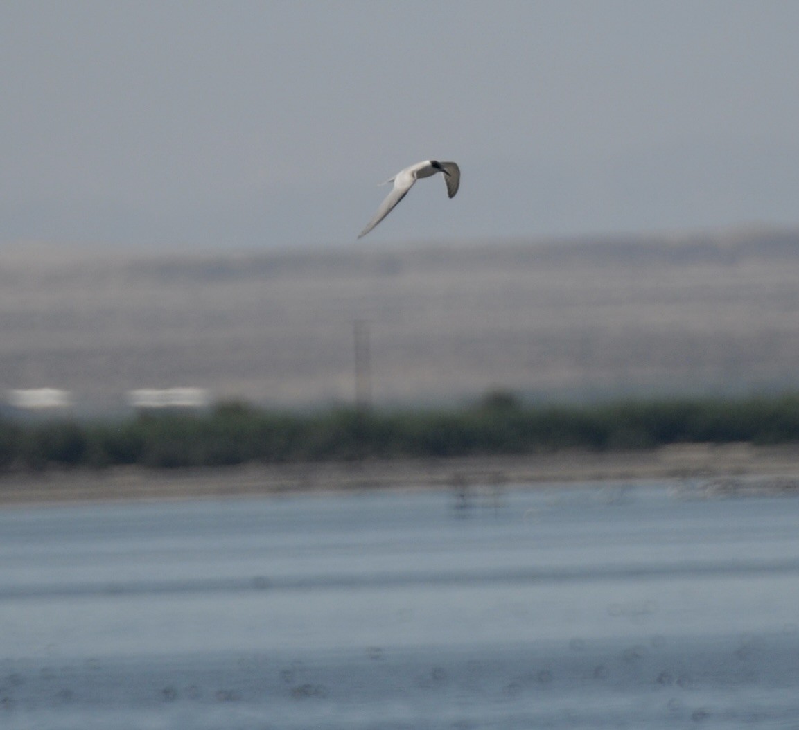 Эгэл хараалай - ML644538896