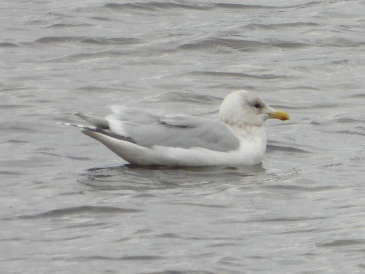 アイスランドカモメ - ML644538897