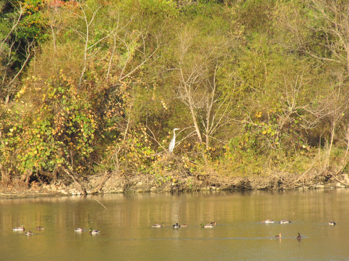 Great Blue Heron - ML644538907