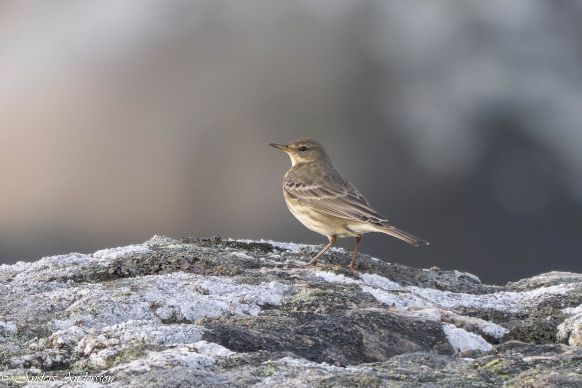 Bisbita Costero - ML644538911