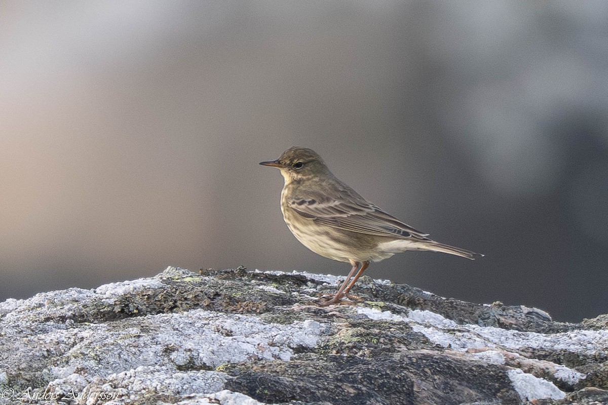 Bisbita Costero - ML644538913