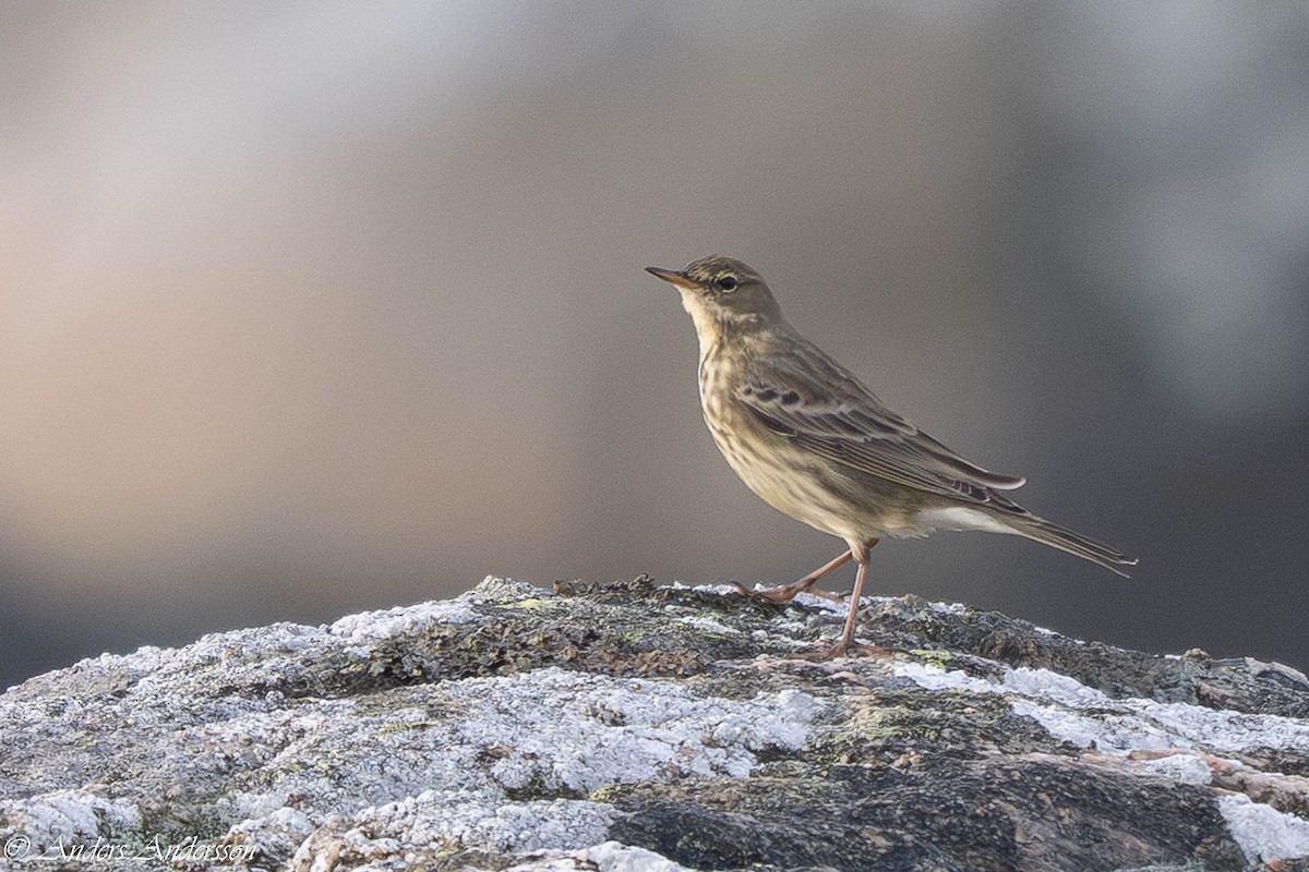 Bisbita Costero - ML644538917