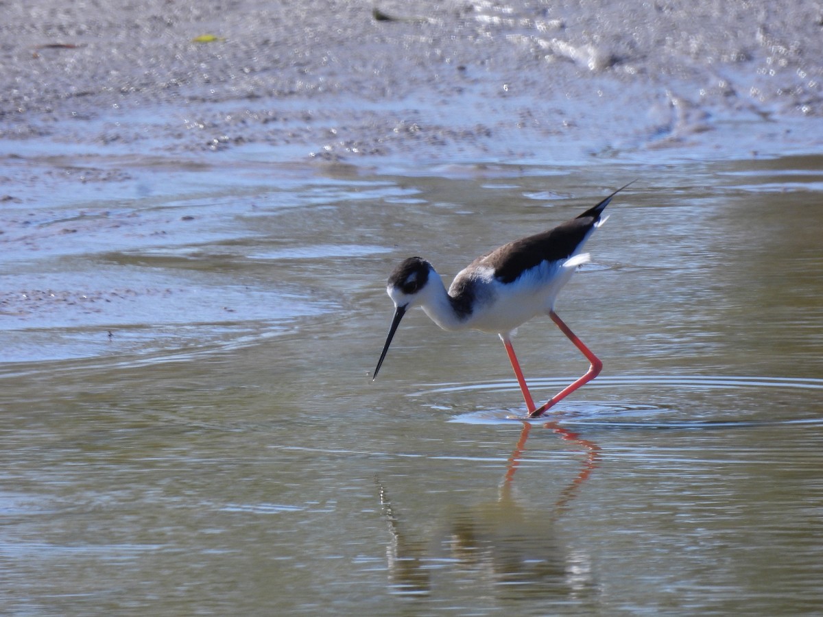 Échasse d'Amérique - ML644538918