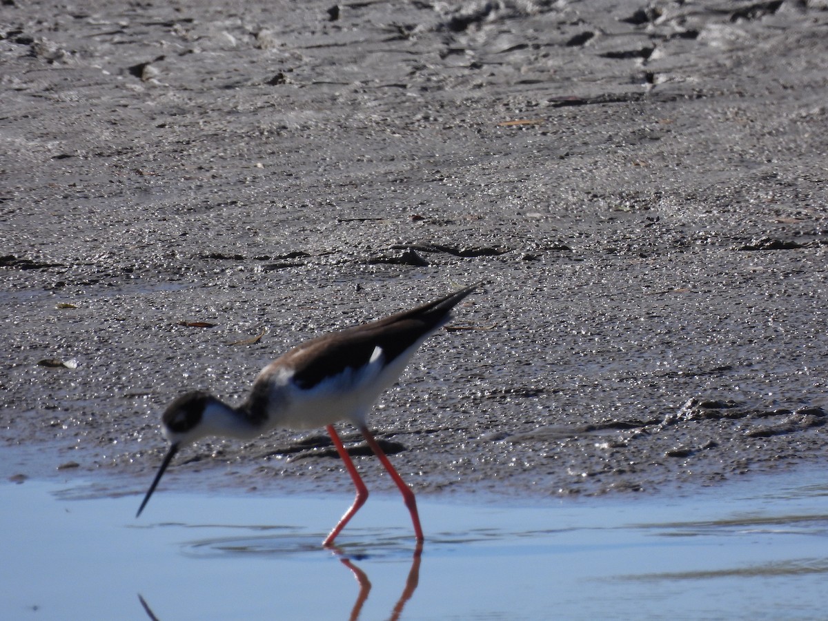 Échasse d'Amérique - ML644538919