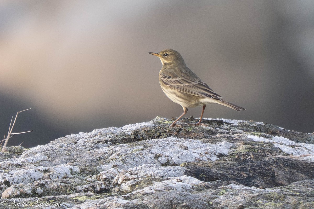 Bisbita Costero - ML644538921