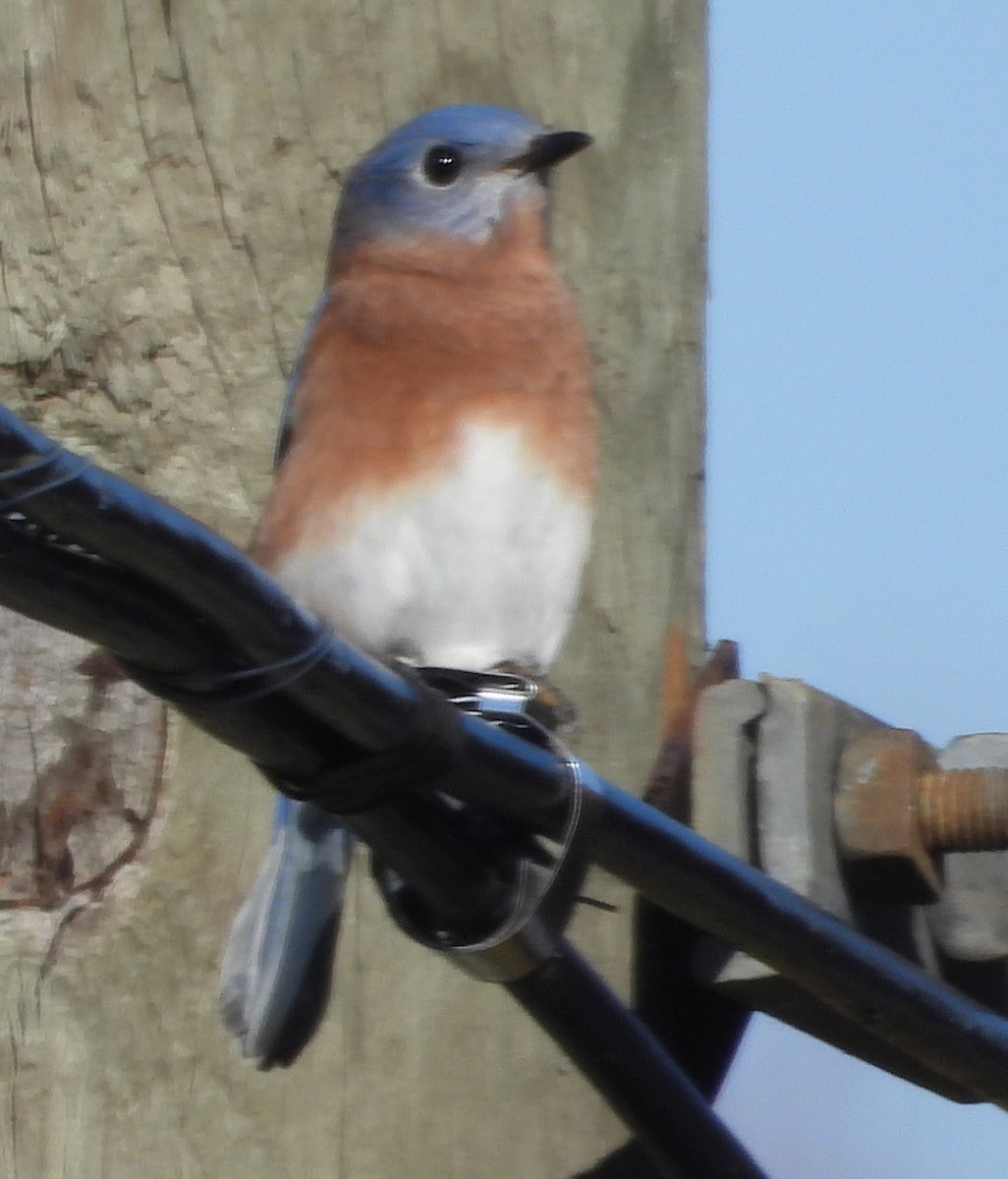 ルリツグミ - ML644538925