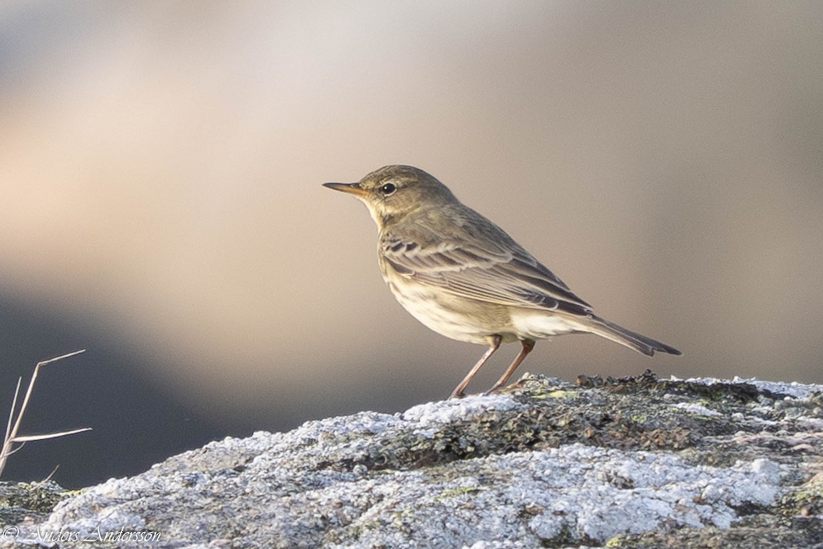 Bisbita Costero - ML644538926