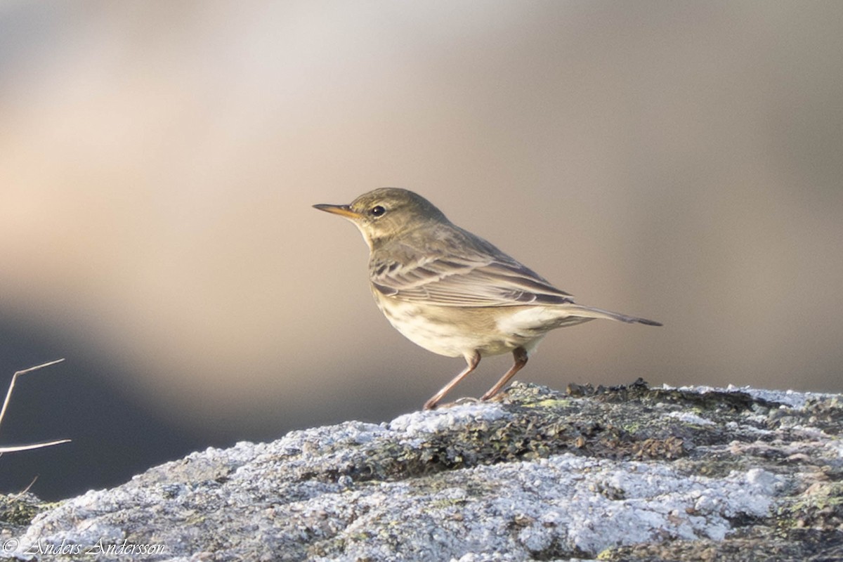 Bisbita Costero - ML644538930