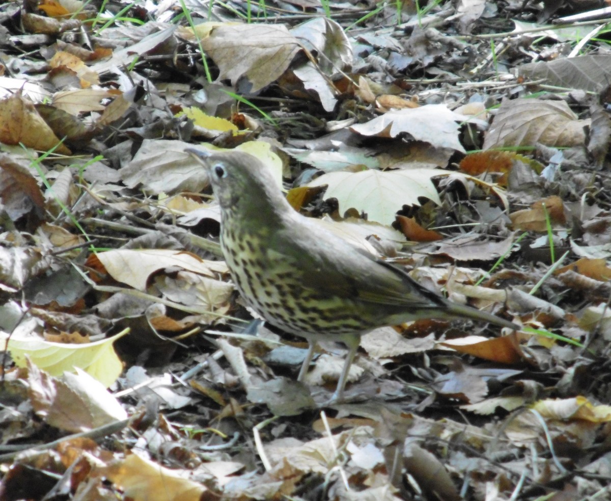 Дууч хөөндэй - ML644538931