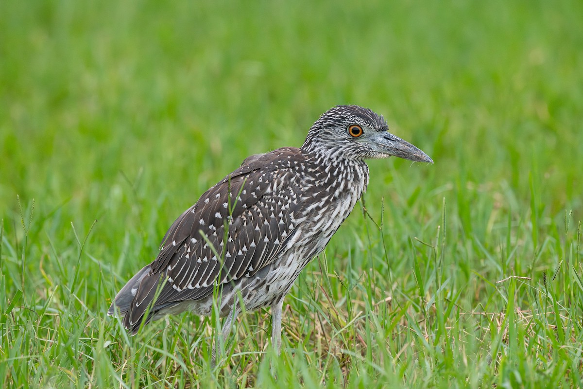 Yellow-crowned Night Heron - ML644538934